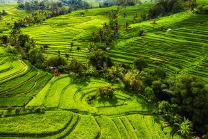 Indonesia